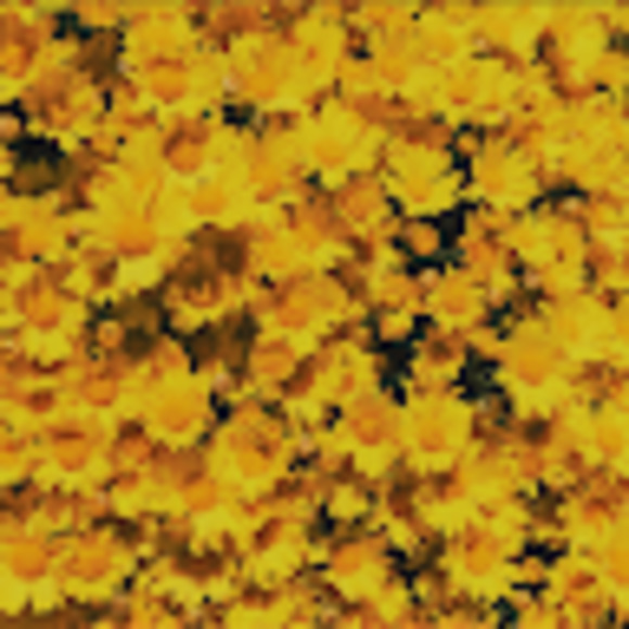 Meet your Posher, Anneliese - Picture 1 of 1